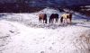 Filename=snow1.jpg
Filesize=13KB
Dimensions=350x209
Date added=Apr 17, 2008 snow1.jpg