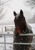 Filename=mail7.jpg
Filesize=243KB
Dimensions=400x565
Date added=Feb 15, 2009 mail7.jpg